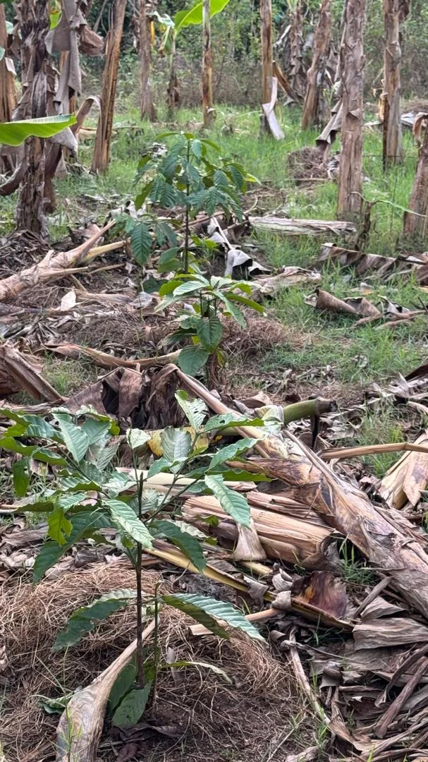 Young coffee plants growing on the property.