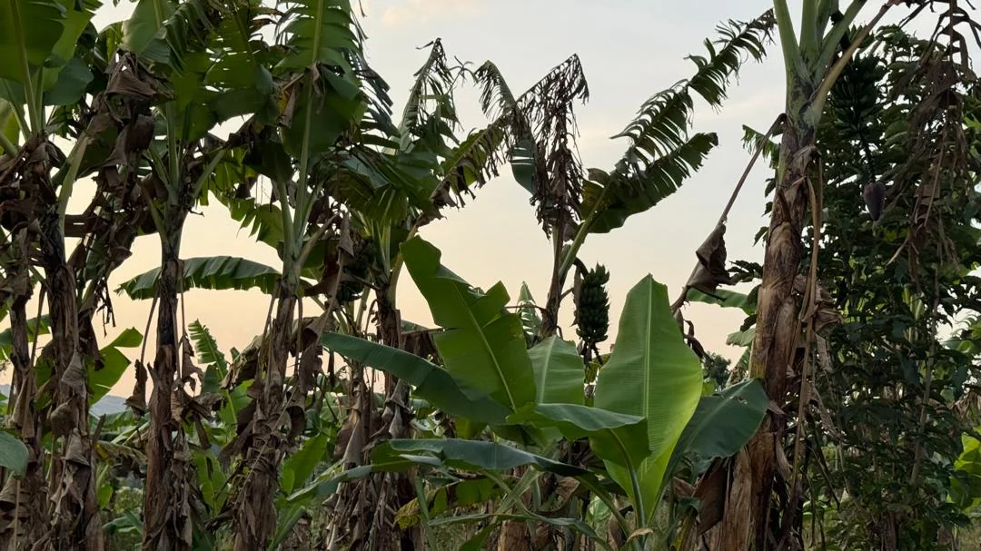 Matoke plants growing on the property.
